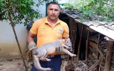 Bomberos de Huejutla capturan zorro dentro de vivienda