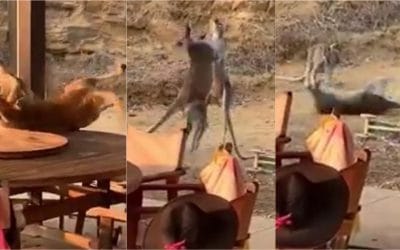 Pelea de canguros se hace viral.