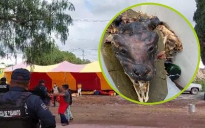 Cierran negocio por vender supuesta barbacoa de perro en Tizayuca Hidalgo.