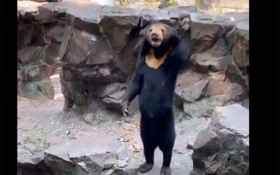 ¡Es real y no un hombre disfrazado de oso!