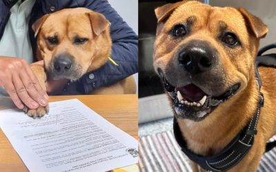 Boris es un perro contratado por una empresa; su trabajo será dar amor y cariño a los empleados.