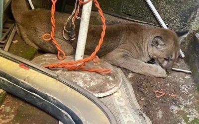 Localizan a puma dentro de restaurante en Tulancingo