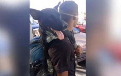 Migrante colombiano llora por su perro con el que cruzó 12 países