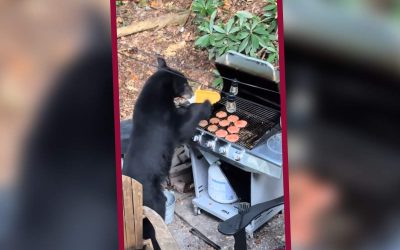 Oso se come 10 hamburguesas, eso si… ¡Con refresco light!