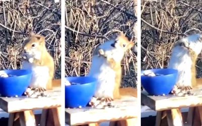 Seguramente nunca avías visto a una ardilla ebria y menos emborracharse con peras.