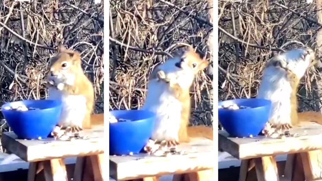 ardilla-borracha-por-comer-peras-fermentadas-162318-1024×576