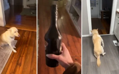 Se embriago: Este cachorro se excedió en su travesura, se tomo dos botellas de alcohol. VIDEO