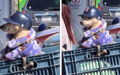 Este pequeño cachorrito se ha vuelto viral por viajar con todas las medidas de seguridad como todo un motociclista. VIDEO
