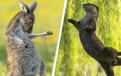 Comedia en la Naturaleza: Concurso fotográfico muestra la grandeza de la vida silvestre.
