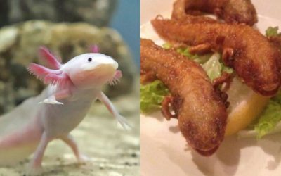 En restaurante japonés ofrecen como platillo ajolote empanizado (especie en peligro de extinción)