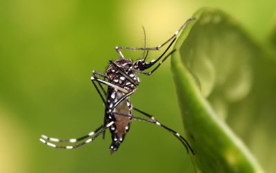 Hidalgo entre los estados con más casos de dengue durante el 2023