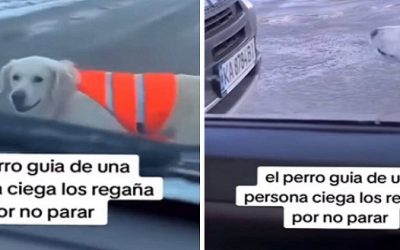 Perro guía regaña a conductores que no se detienen para que su dueño ciego pueda cruzar la calle. VIDEO