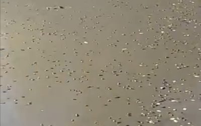 A punto de secarse presa de Nopala de Villagrán