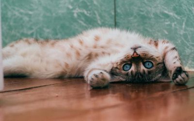 ¿Quién dice que los gatos no sirven para nada? Este michi ayuda a limpiar frijolitos. VIDEO