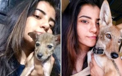 Adoptó un cachorrito pensando que era un perro ¡Y era un coyote!