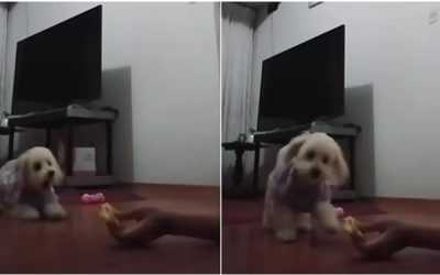 Este perrito aguanto lo mas que pudo, pero al final se dejo llevar por sus instintos caninos. VIDEO