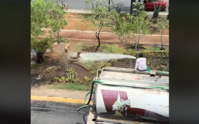 ¡Estos perritos se robaron el corazón de los internautas! pues encontraron una forma divertida de refrescarse. VIDEOS