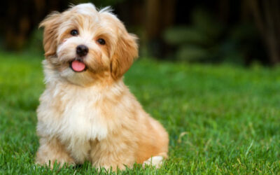 23 de Septiembre – Día Mundial del Perro Adoptado